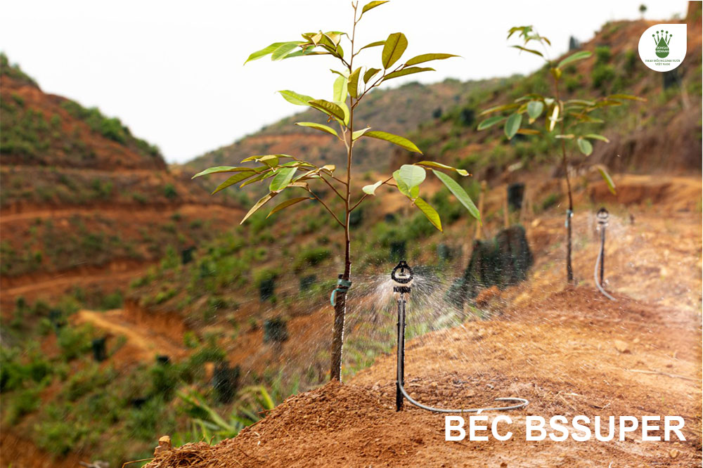 Béc bù áp BSSUPER tưới cho cây sầu riêng mới trồng
