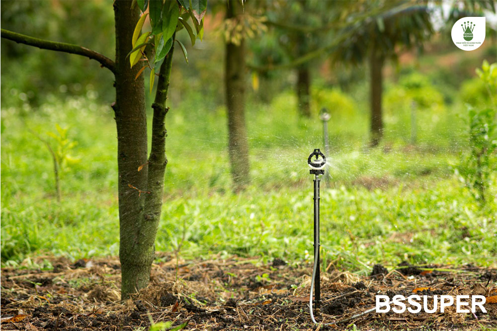 Béc BSSUPER tưới cho cây sầu riêng hơn 1 năm tuổi