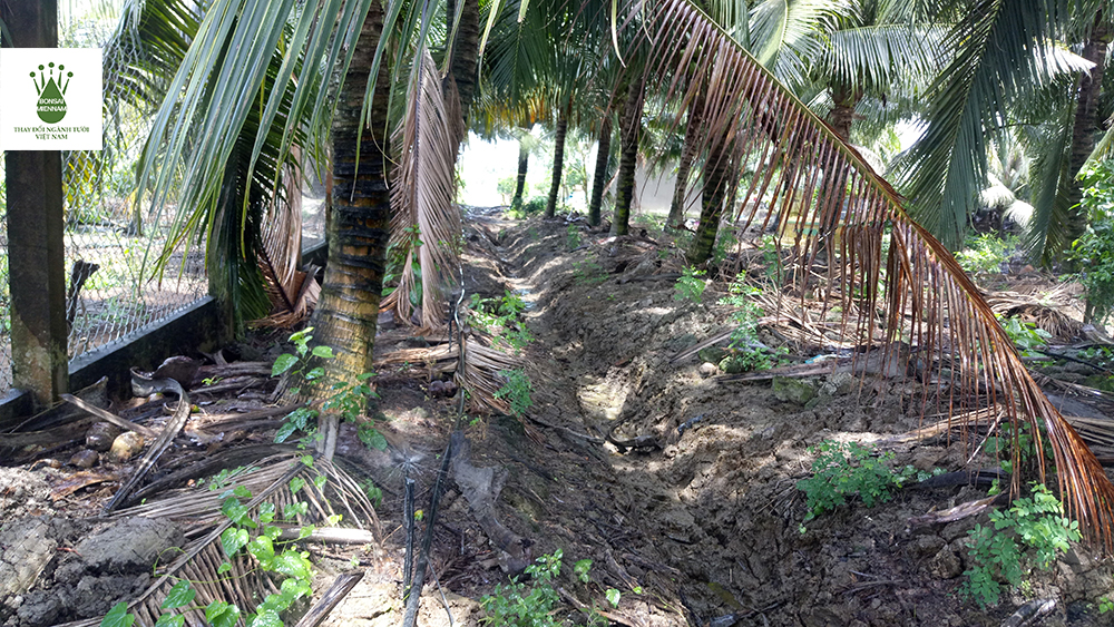 hệ thống tưới cho cây dừa