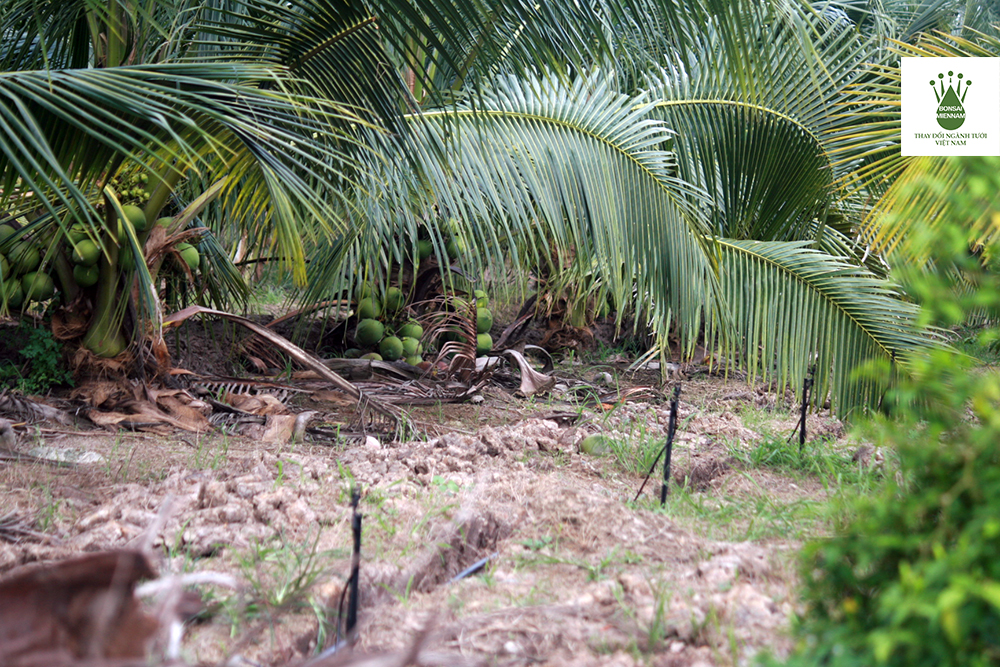 tưới dừa mùa khô