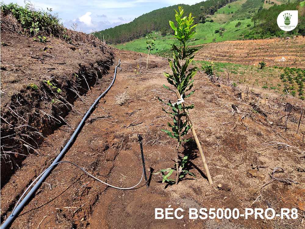 Mỗi cây macca được tưới bằng một béc bù áp BS5000-Pro-R8.