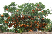 Vườn cam thu tiền tỷ của người nông dân Bắc Giang áp dụng hệ thống tưới cho cam