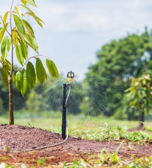 HÌNH ẢNH TƯỚI PHUN MƯA TỰ ĐỘNG CHO CÂY SẦU RIÊNG