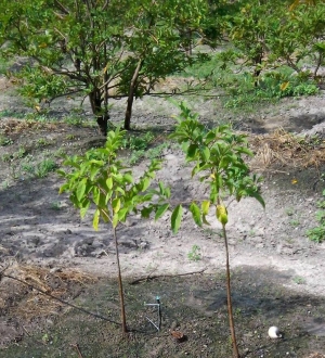 Tưới cho cây na - mãng cầu ta